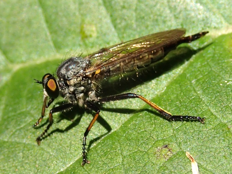 Asilidae